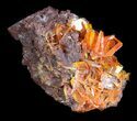 Bright Orange Wulfenite Cluster - Rowley Mine, AZ #34890-1